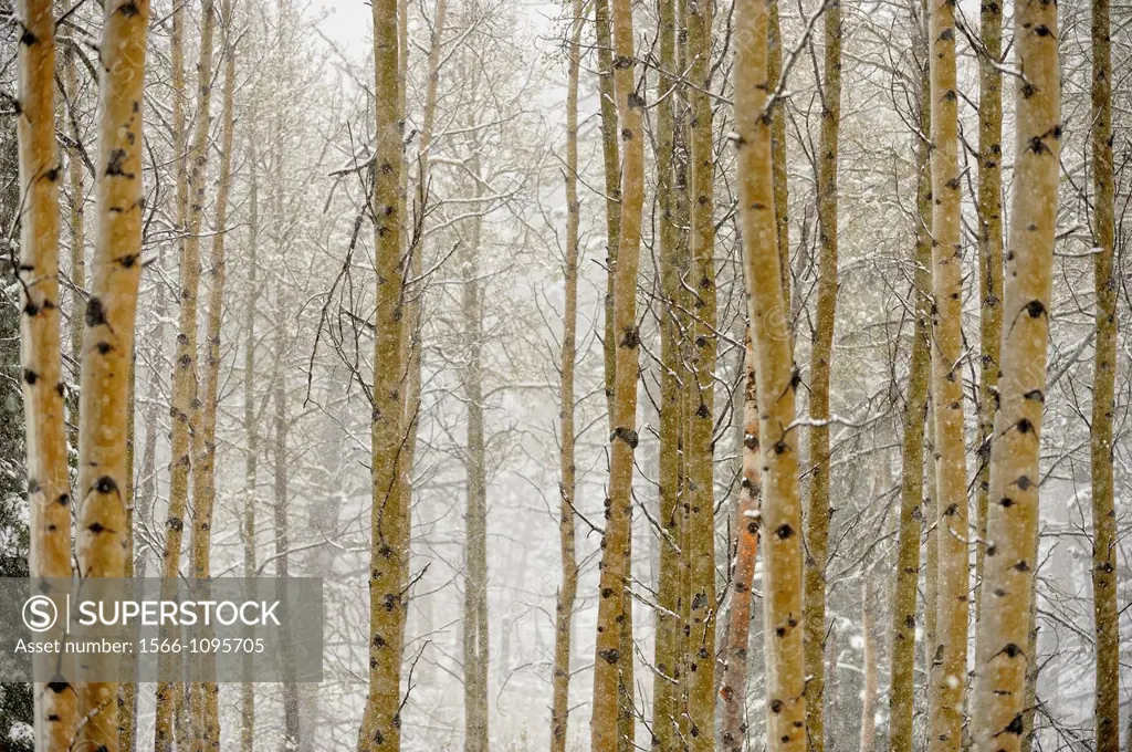 Spring snowstorm in an aspen woodlot along the Bow Valley Parkway, Banff NP, Alberta, Canada