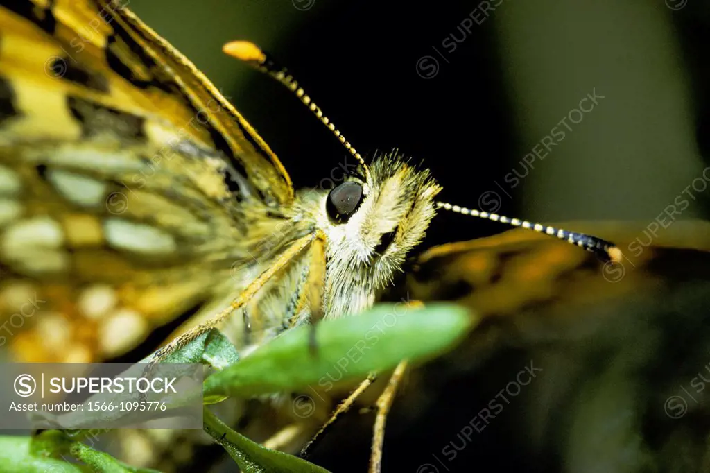 Close up of Chequered Skipper Carterocephalus palaemon on leaf - Bavaria/Germany