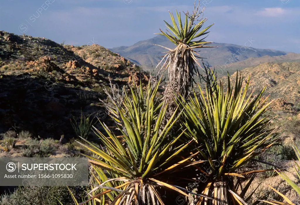 Mojave yucca near Cottonwood Spring, Joshua Tree National Park, California