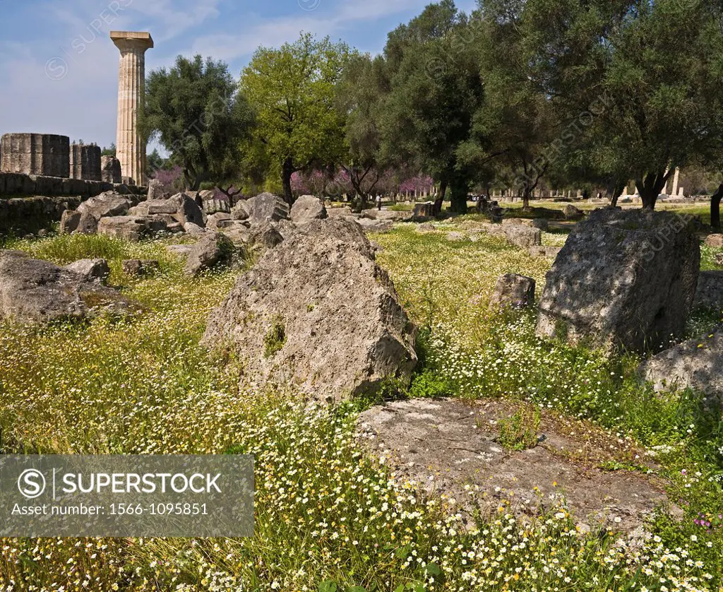 Fallen column drums amongst the spring wild flowers at the Temple of Zeus at ancient Olympia, Peloponnese, Greece