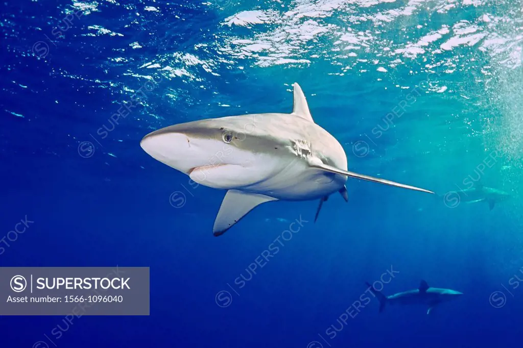 Galapagos sharks, Carcharhinus galapagensis, North Shore, Oahu, Hawaii, USA, Pacific Ocean