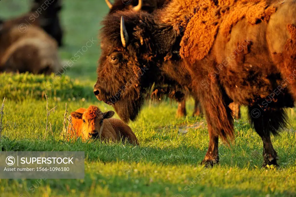 American Bison Bison bison Young calf with mother, Theodore Roosevelt NP South Unit, North Dakota, USA