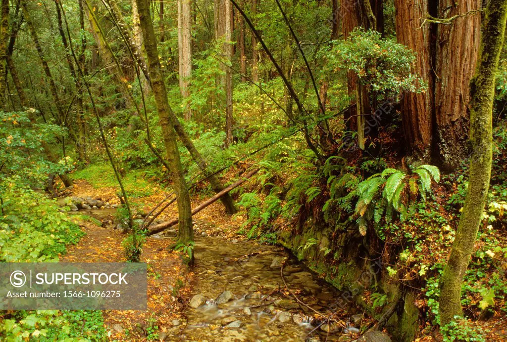 Fall Creek forest, Fall Creek Unit-Henry Cowell State Park, California