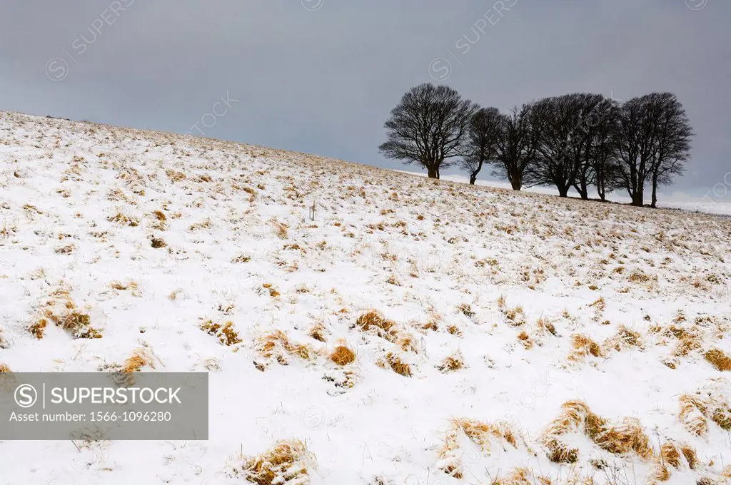 Beech trees stand in a field on North Hill in fresh snow near Priddy on the Mendip Hills, Somerset, England, United Kingdom