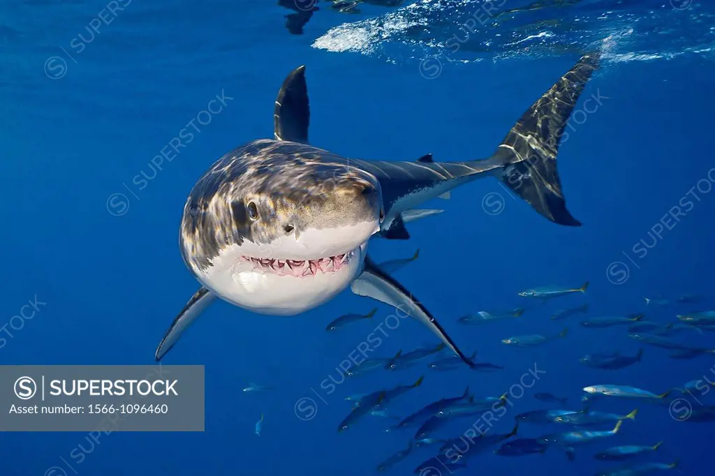 great white shark, Carcharodon carcharias, with schooling jack mackerels, Trachurus symmetricus, Guadalupe Island, Mexico, East Pacific Ocean