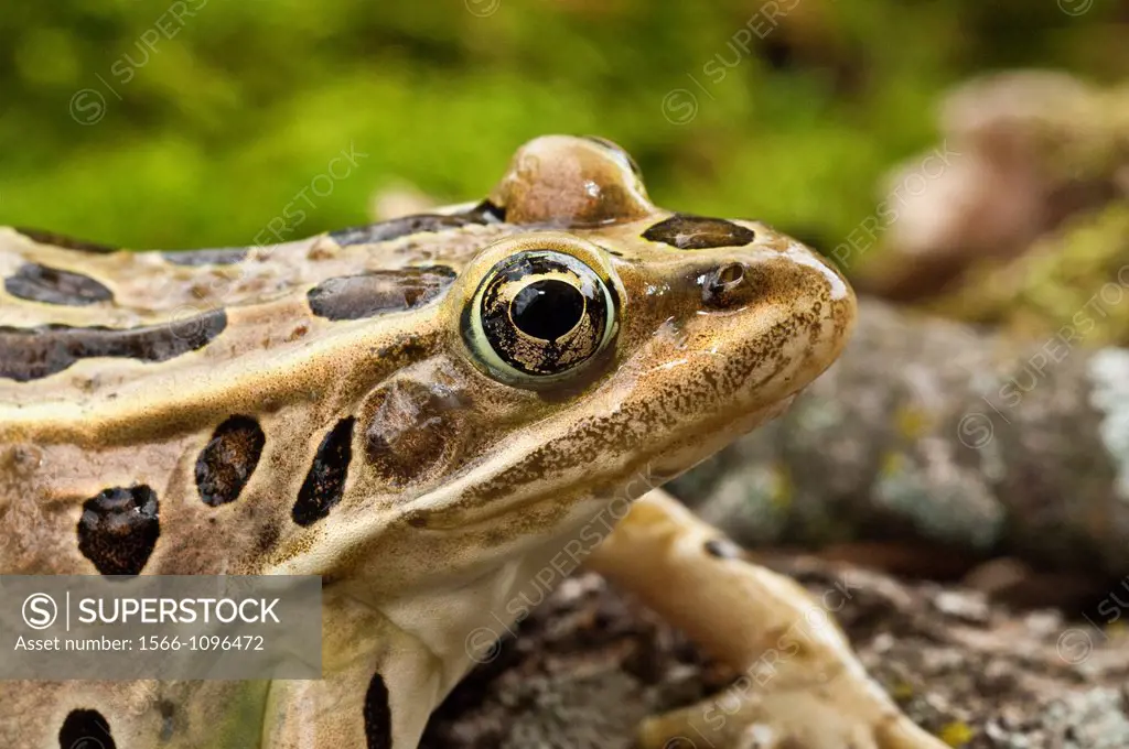 The northern leopard frog, Rana pipiens, is native to parts of Canada and the United States