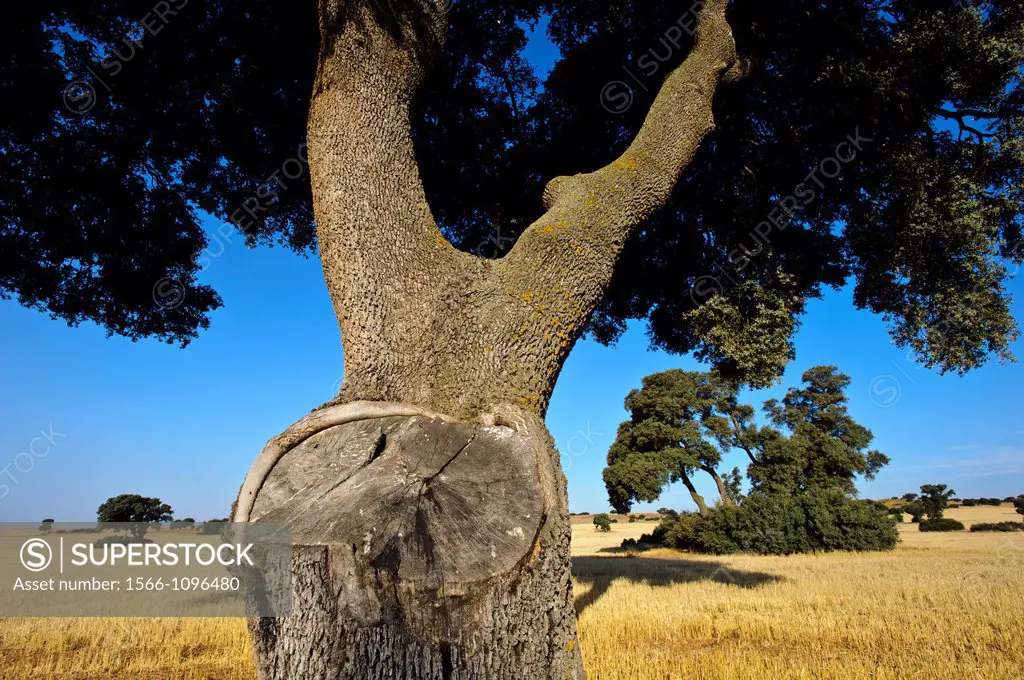 Holm Oak (Quercus ilex), Alpera, Albacete province, Castilla-La Mancha, Spain