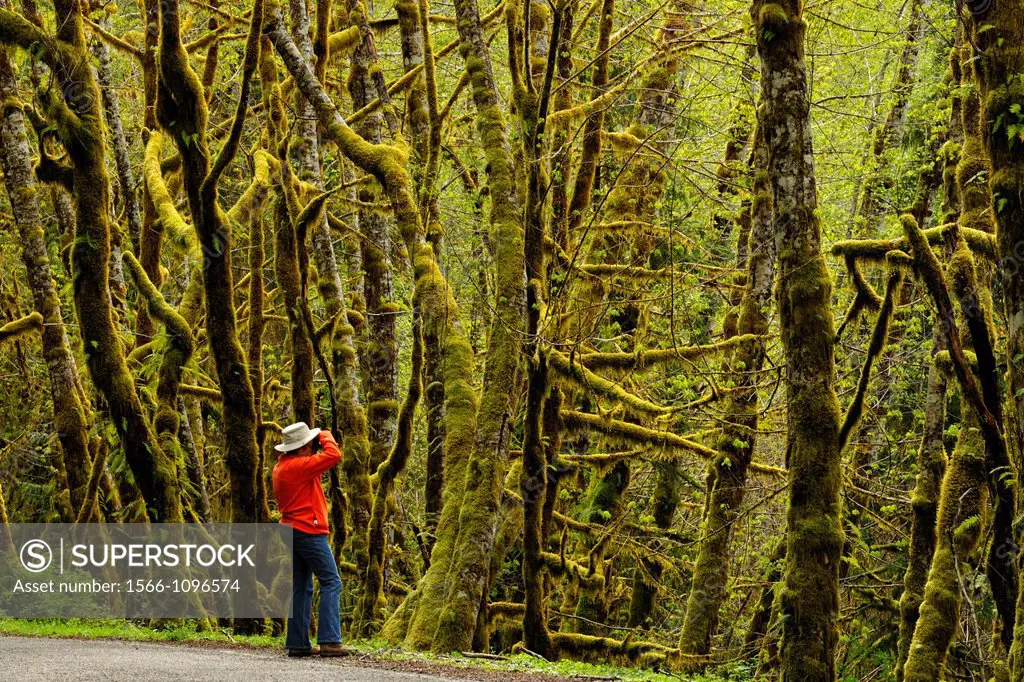 Tourist taking pictures in the Hoh rainforest  Olympic NP, Washington