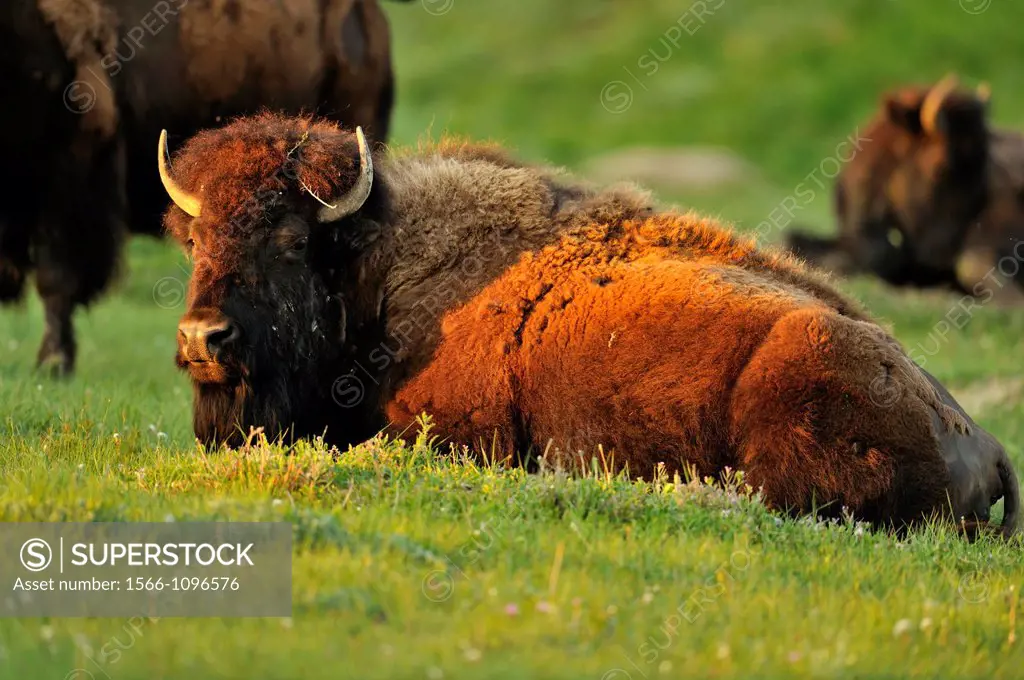 American Bison Bison bison