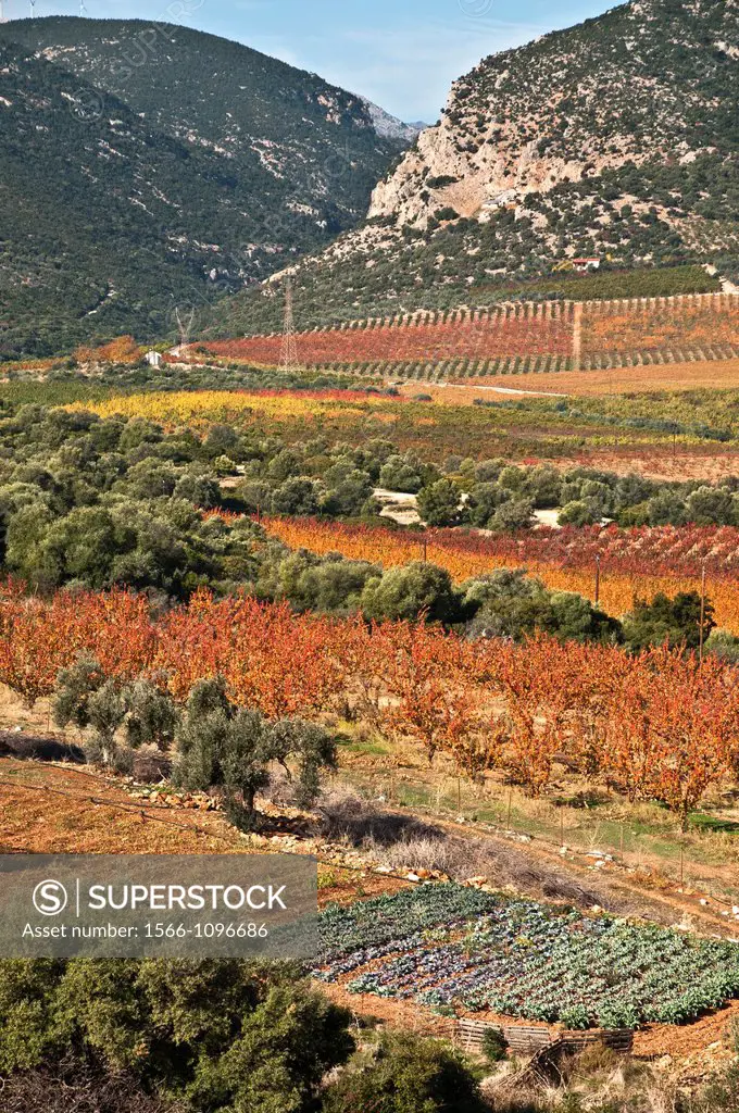 Autumnal colours at Mili near, Nafplio, Argolid, Peloponnese, Greece