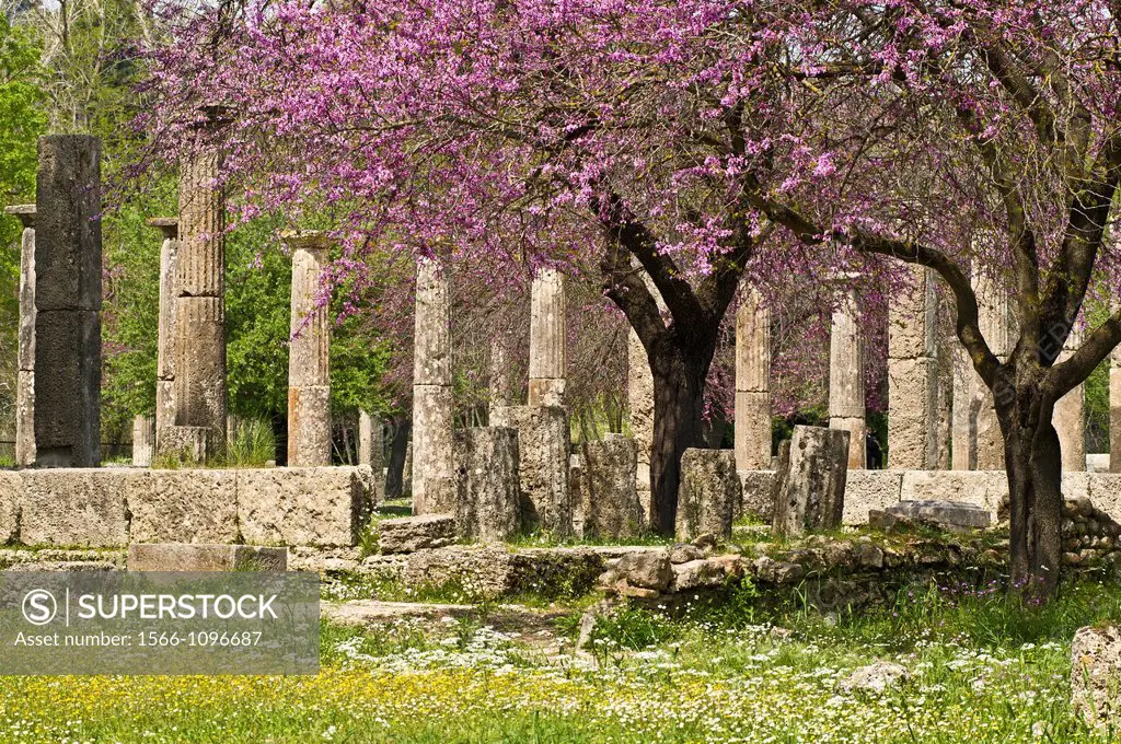 Springtime with the wild flowers and judas trees in bloom, looking towards the palaestra, at ancient Olympia, Peloponnese, Greece