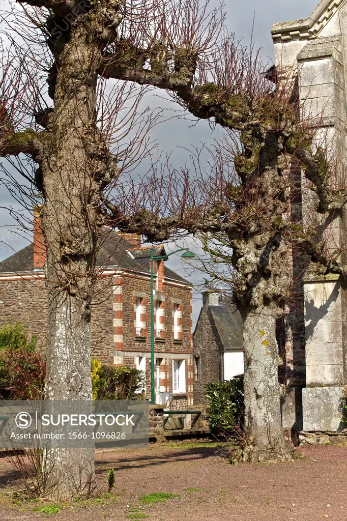 trees in a strange composition of st malon on mel, broceliande, Ille et Vilaine, Brittany, France