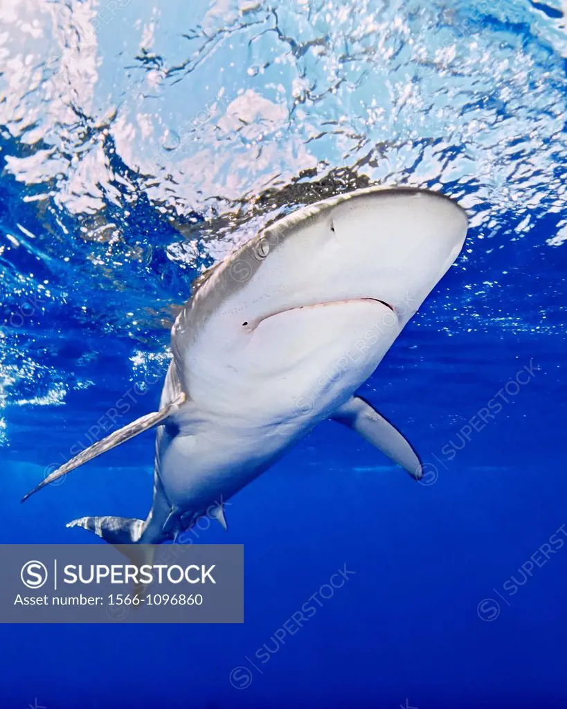 Galapagos shark, Carcharhinus galapagensis, North Shore, Oahu, Hawaii, USA, Pacific Ocean