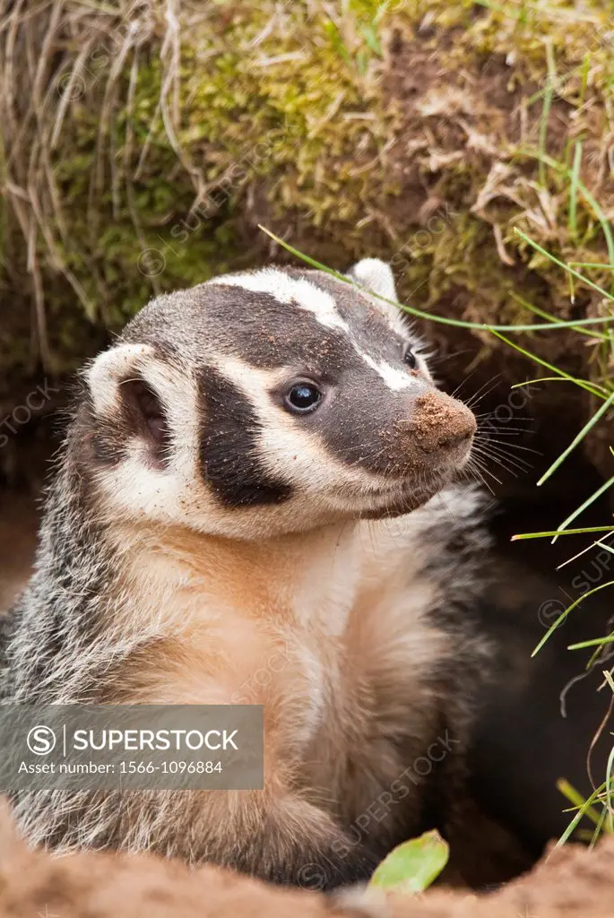 American badger, Taxidea taxus, Minnesota, USA