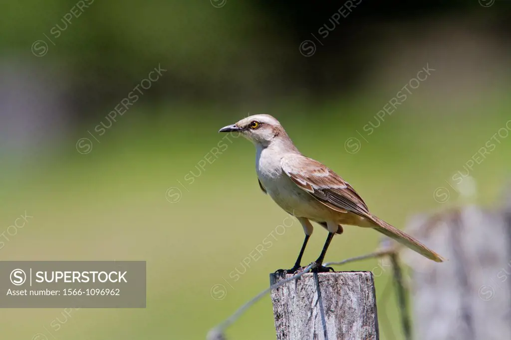 Chalk-browed Mockingbird (Mimus saturninus), Pantanal area, Mato Grosso, Brazil