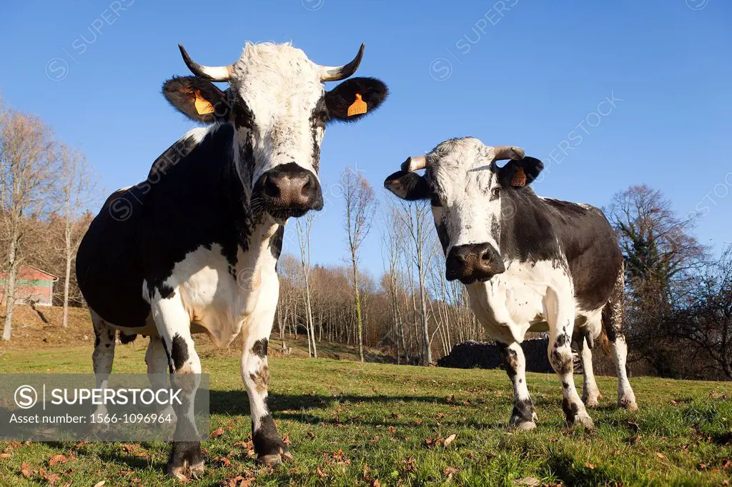 France, Haut Rhin, Vallee de Munster, Vosgian breed cow in a meadow.