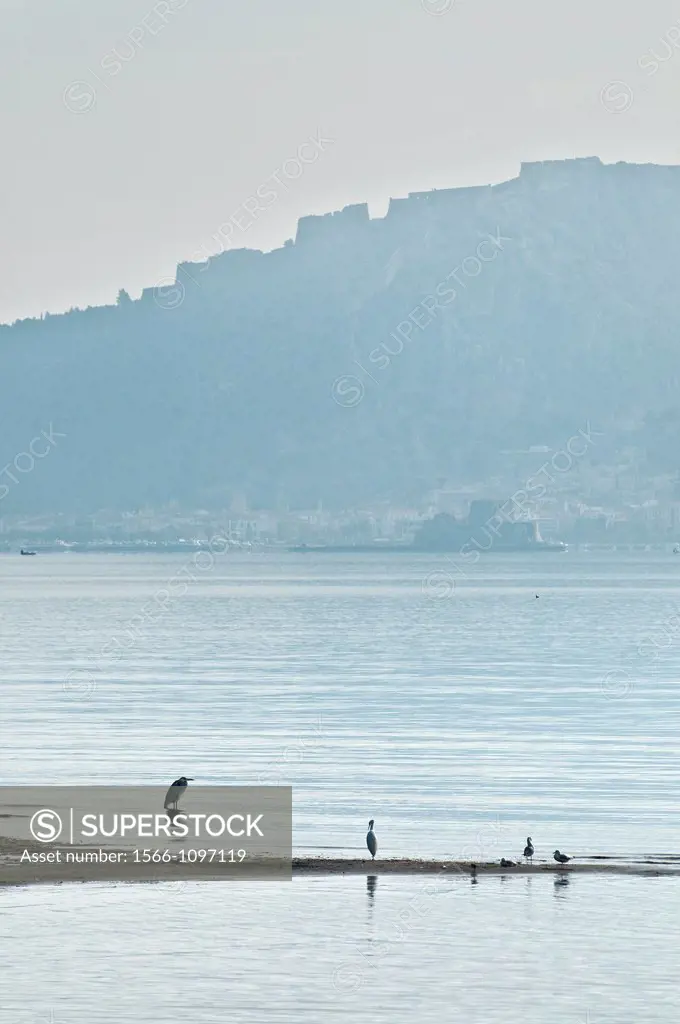 A heron and other wetland birds in the bay of Nafplio with the Bourtzi fort and Palamidi fortress in the background, Argolid, Peloponnese, Greece
