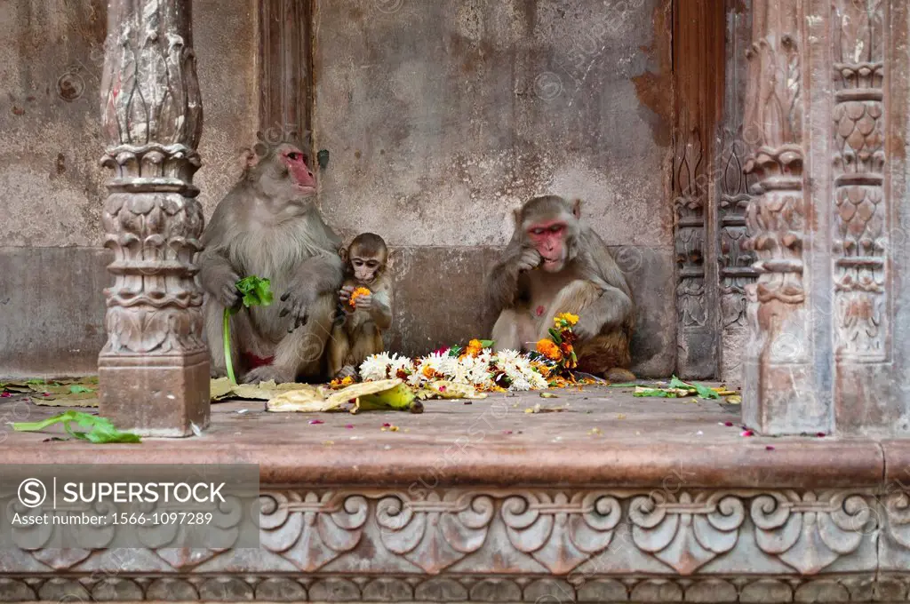 Monkeys at Bankey Bihari Temple, Vrindavan, Uttar Pradesh, India