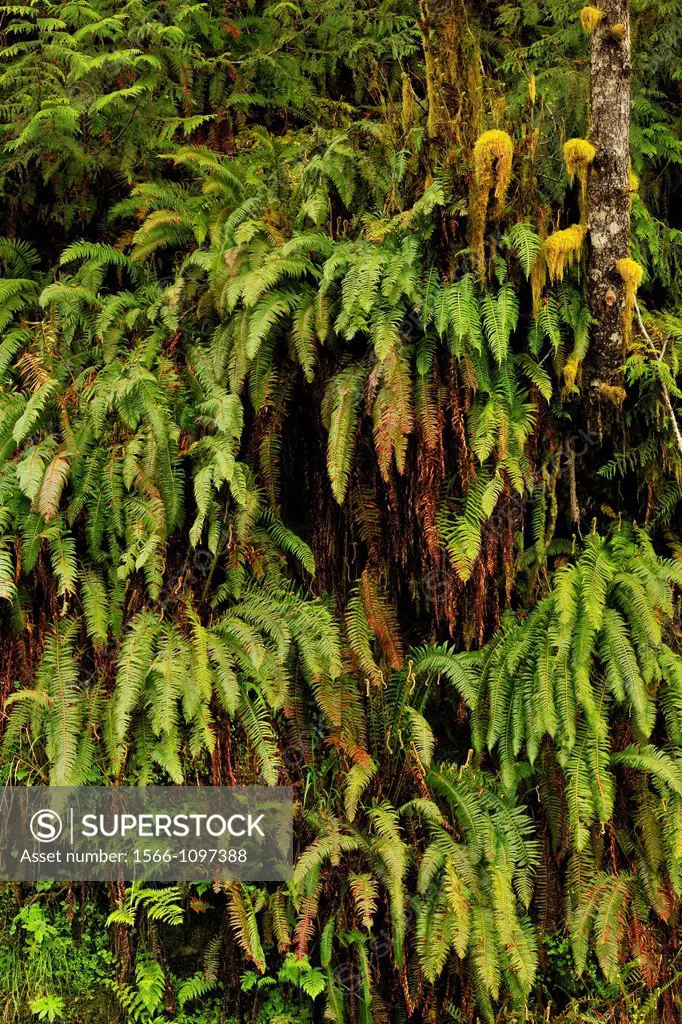 Sword fern Polystichum munitum colony on roadside slope, Olympic NP Hoh Rainforest, Washington, USA