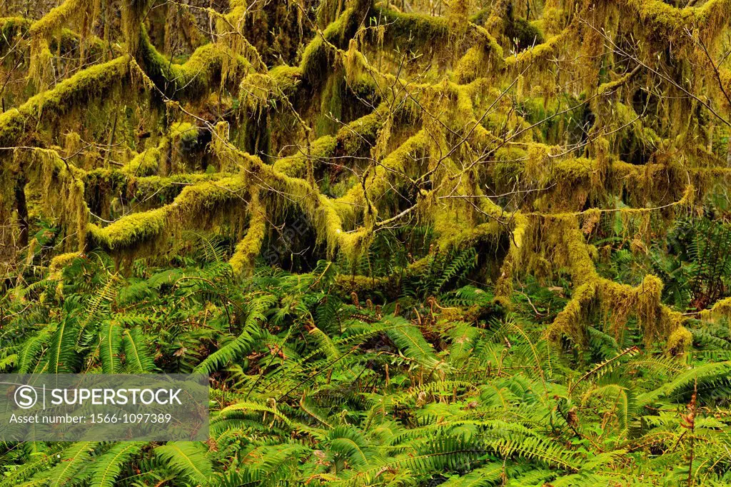 Sword fern Polystichum munitum colony growing below a moss-covered tree, Olympic NP Hoh Rainforest, Washington, USA