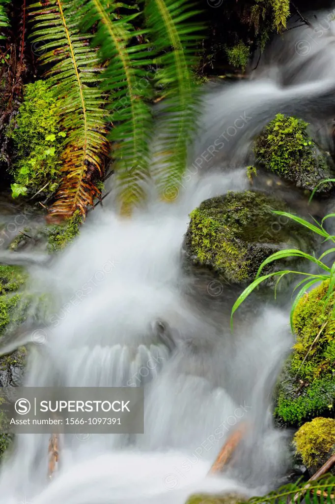 Spring cascade with ferns and mosses, Olympic NP, Elwha Unit, Washington, USA