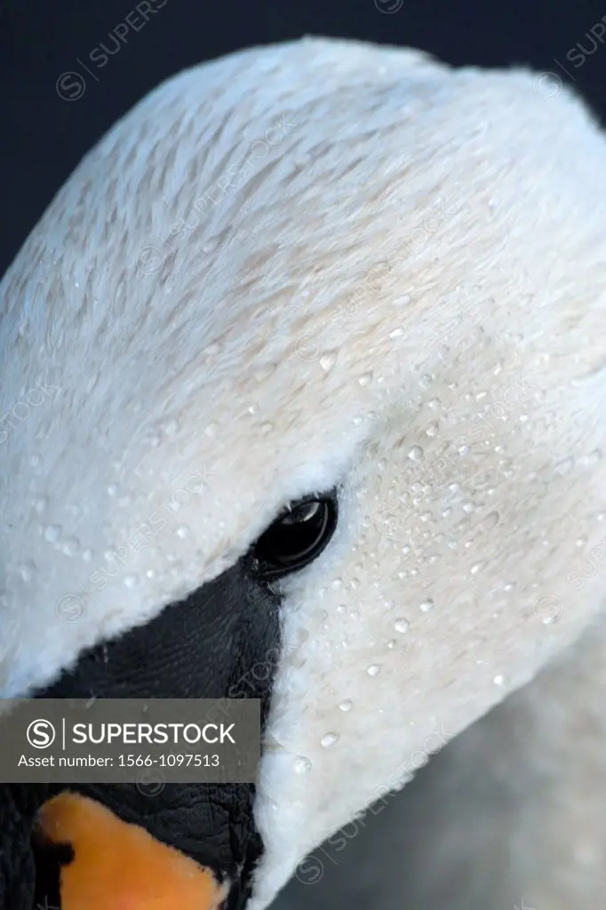 Close up detail of a Mute Swans headCygnus Olor