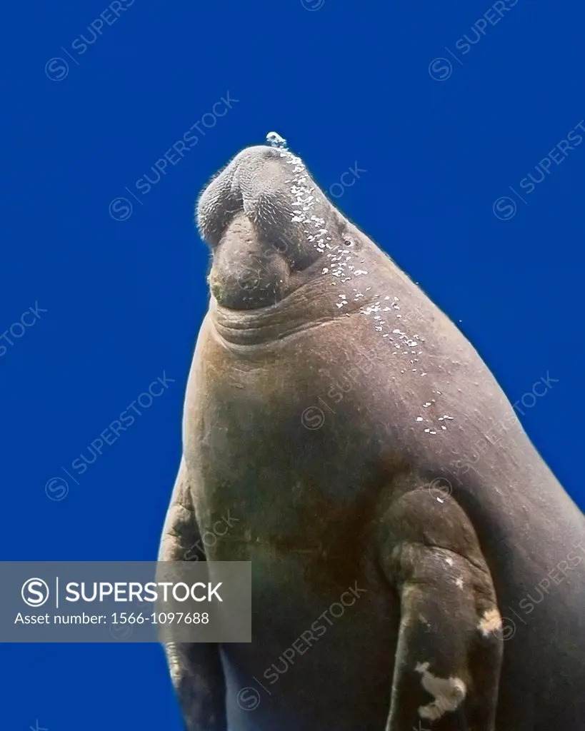 African manatee, West African manatee or seacow, Trichechus senegalensis, threatened species, IUCN listed as vulnerable
