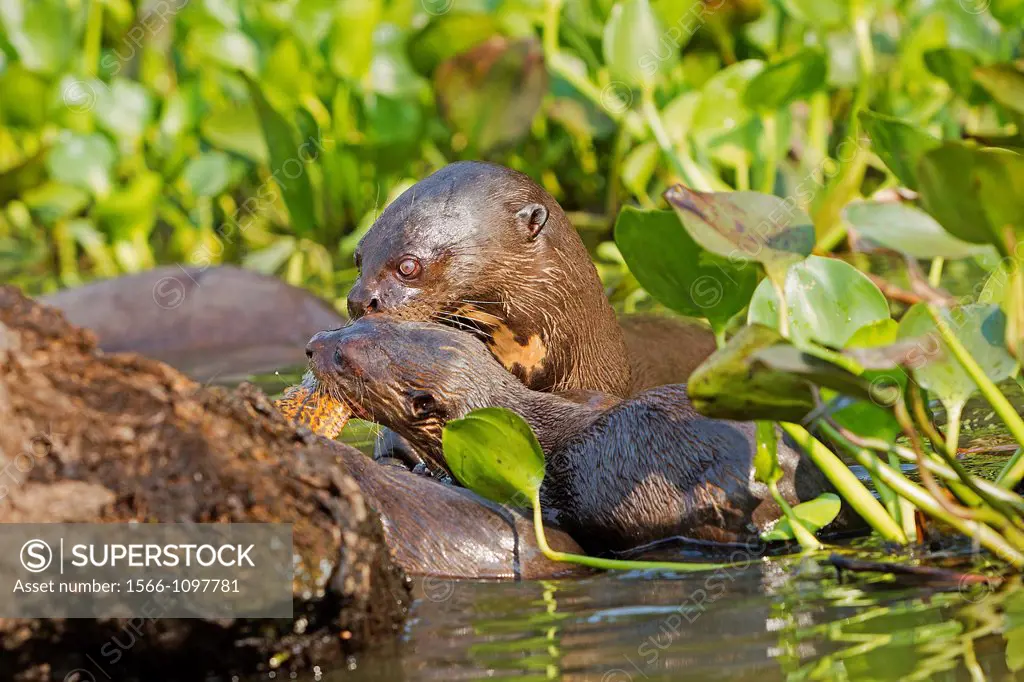 Brazil, Mato Grosso, Pantanal area, Giant Otter Pteronura brasiliensis.