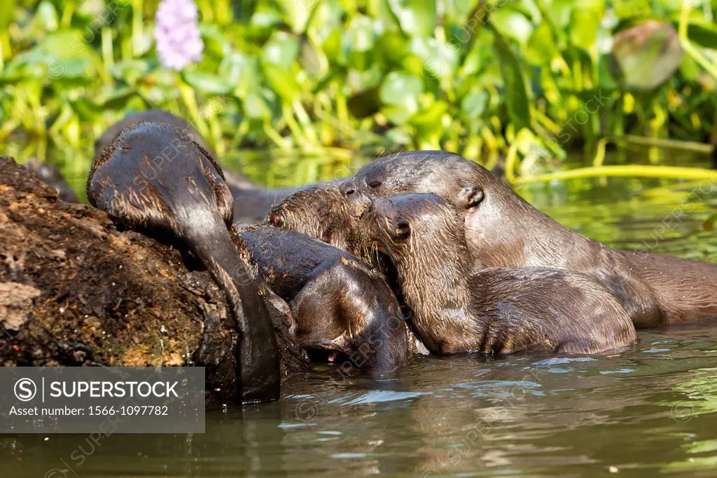 Brazil, Mato Grosso, Pantanal area, Giant Otter Pteronura brasiliensis.