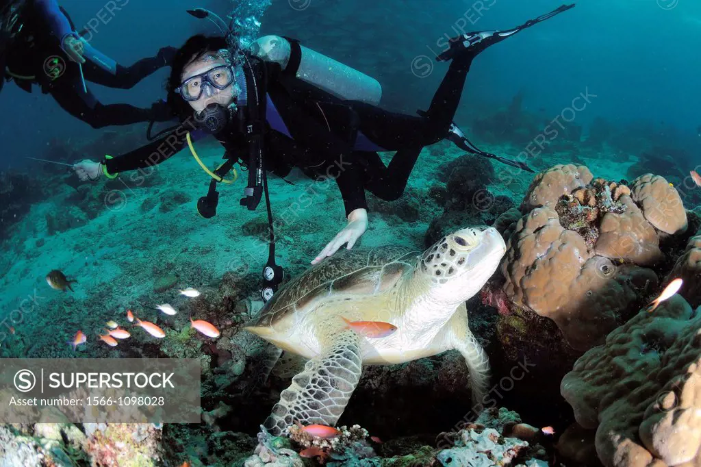 Turtle and divers in Sipadan, Borneo, Malaysia