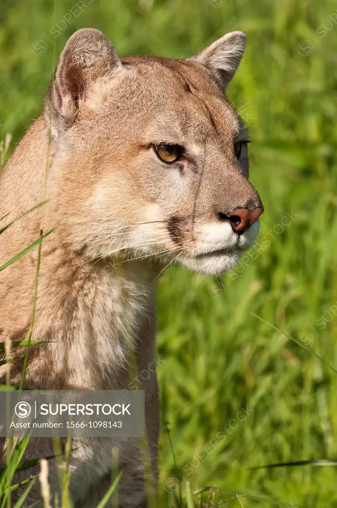 Mountain lion, Felis Puma concolor, native to Canada, the USA, Mexico, Central and South America
