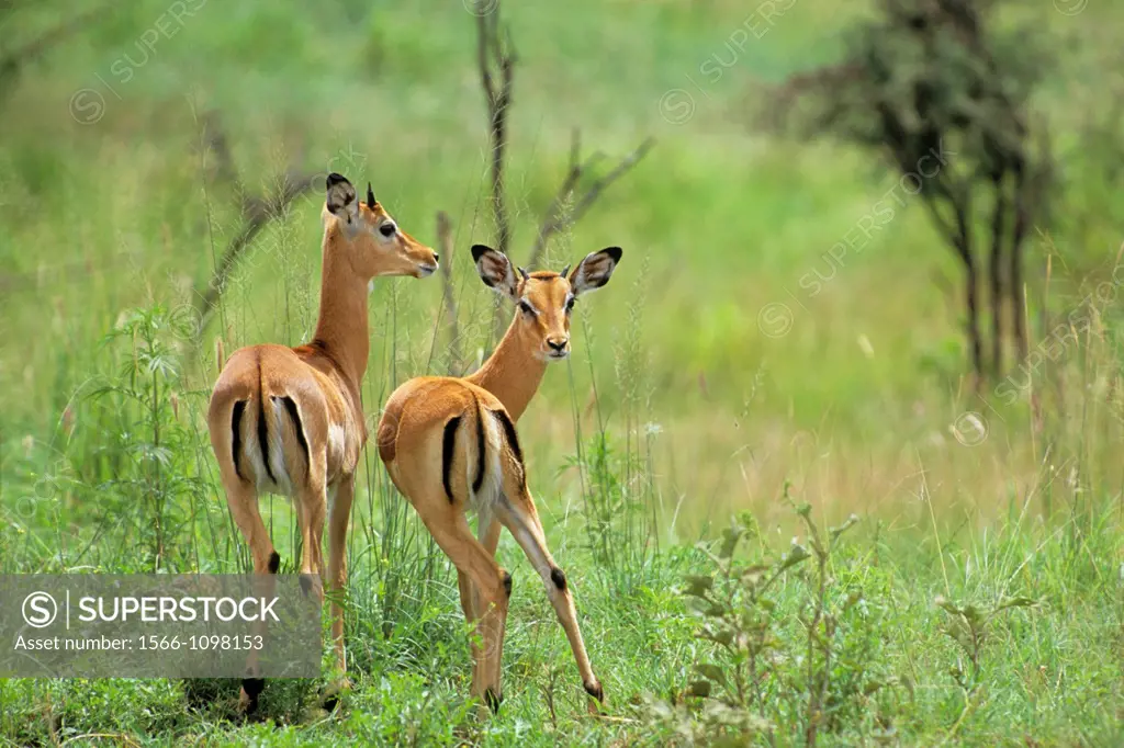Tanzania, Serengeti, Grant´s Gazelle, gazella granti.