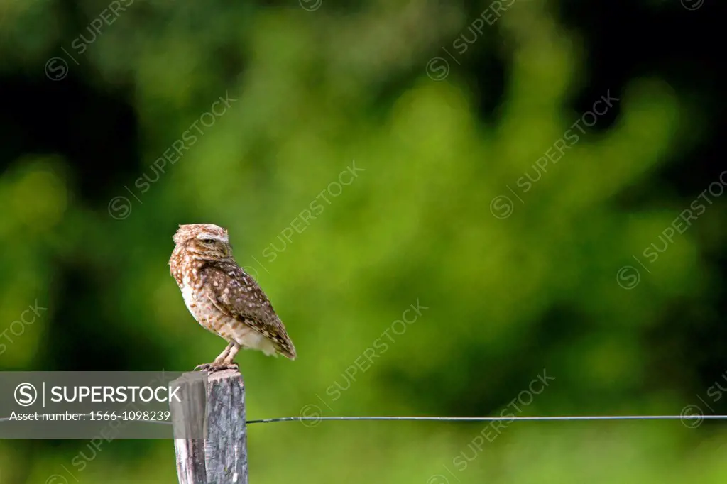 Brazil, Mato Grosso, Pantanal area , Ferruginous Pygmy Owl Glaucidium brasilianum