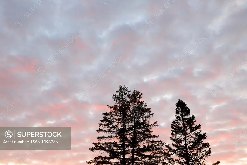 Clouds at dawn with tree silhouettes, Superior, Wisconsin, USA