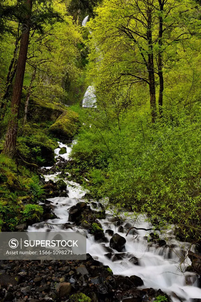 Wakeena Falls and creek in spring, Columbia Gorge Nat Scenic Area, Orgeon, USA