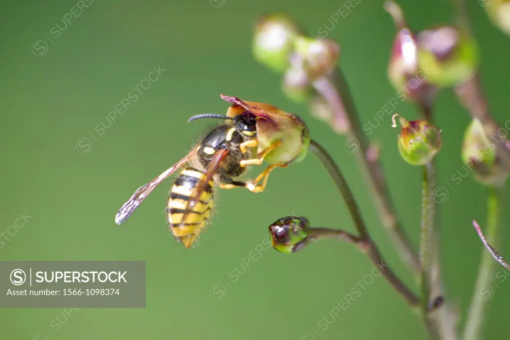 Common wasp (Vespula vulgaris)