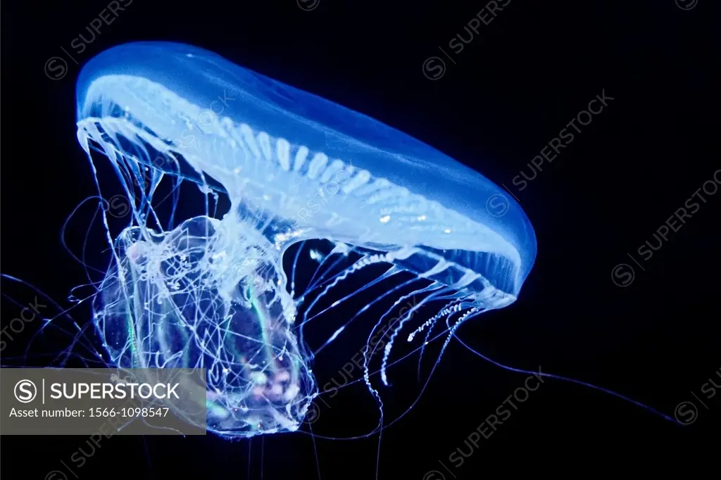 crystal jelly, Aequorea victoria, a bioluminescent hydrozoan jellyfish, preying on warty comb jelly or sea walnut, Mnemiopsis leidyi, Florida Keys Nat...