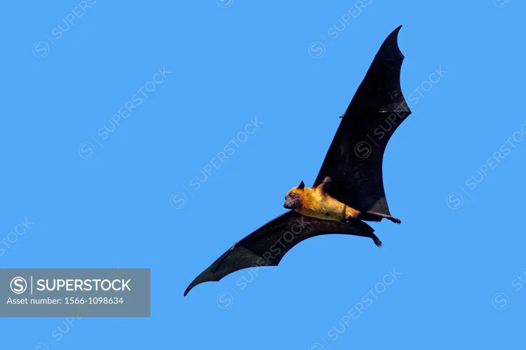 India , State of Gujarat , Town of Jungadh , Indian Flying-fox  Pteropus giganteus