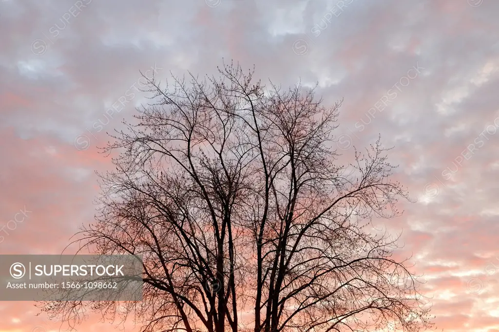 Clouds at dawn with tree silhouettes, Superior, Wisconsin, USA