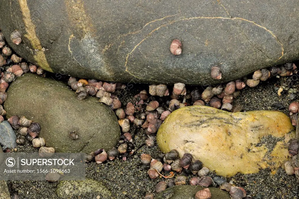 Periwinkles clinging to rocks in the splash zone at low tide, Whiffen Spit Sooke, BC, Canada,