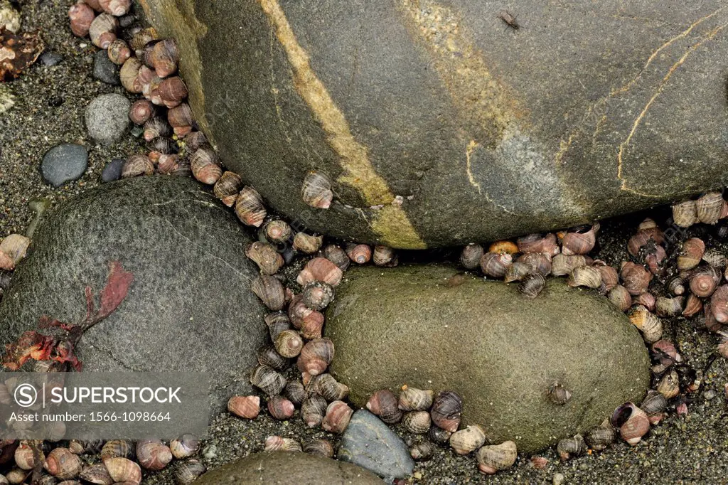 Periwinkles clinging to rocks in the splash zone at low tide, Whiffen Spit Sooke, BC, Canada,