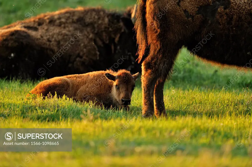 American Bison Bison bison Young calf with mother