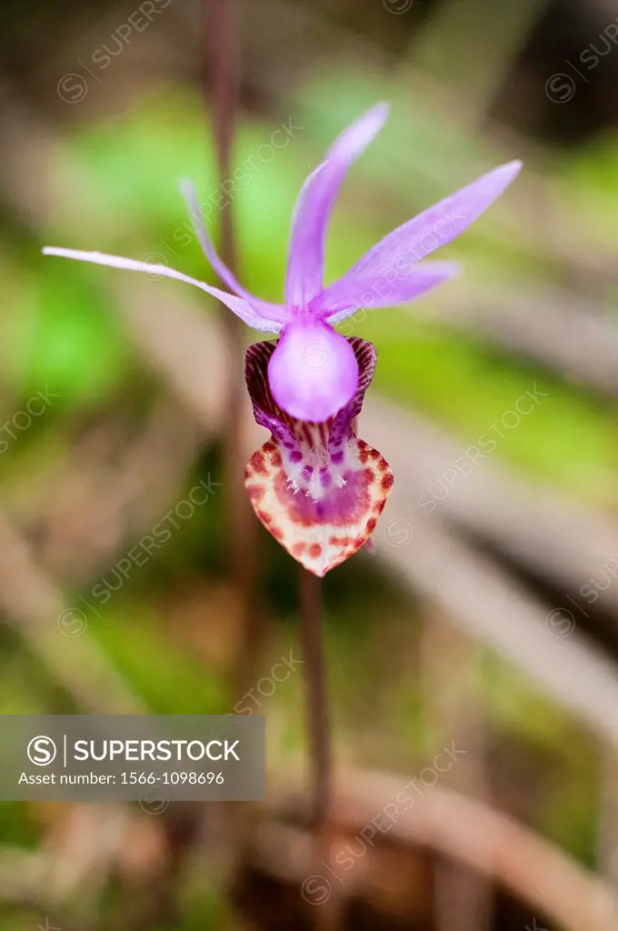 Calypso orchid Calypso bulbosa flower  Saanich, British Columbia, Canada
