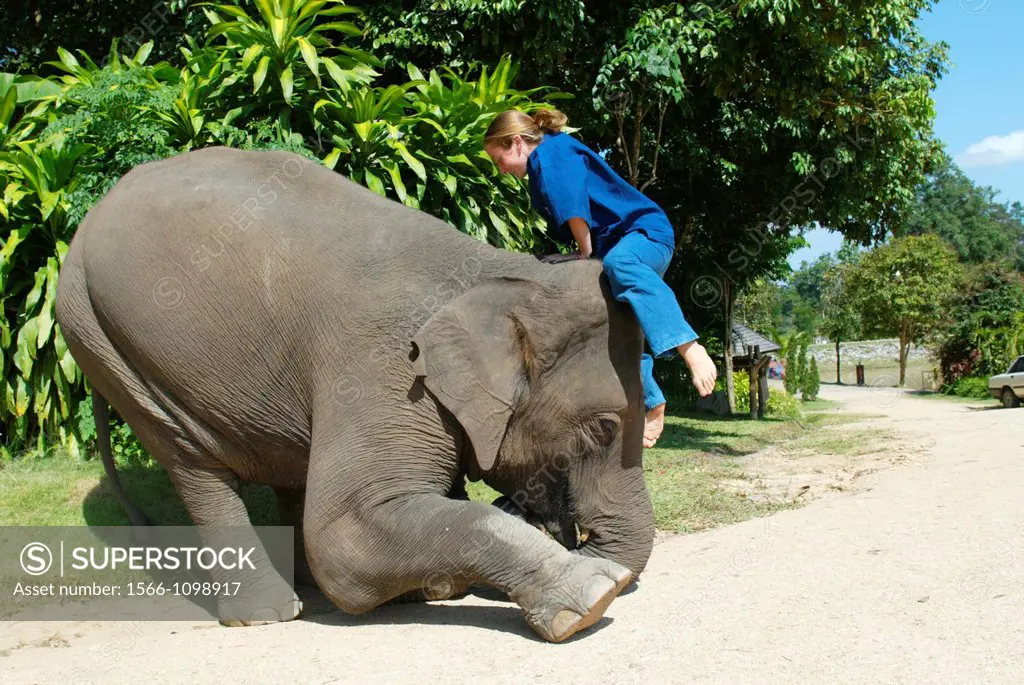 Advanced elephant mounting technique, Mahout and Elephant Training School, near Lampang, north Thailand
