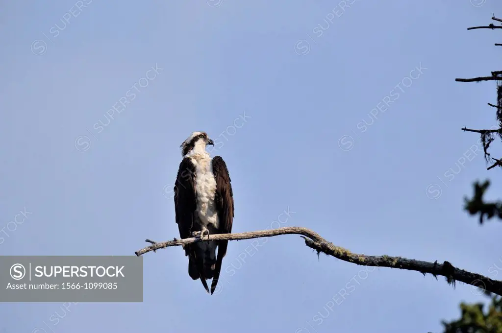 Osprey (Pandion haliaetus) Sentinel near nest at Medicine Lake, Maligne Lake Road