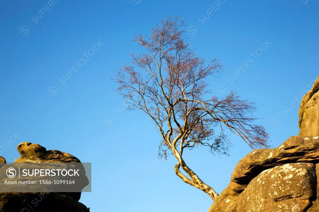 Silver Birch Tree Brimham Rocks North Yorkshire England