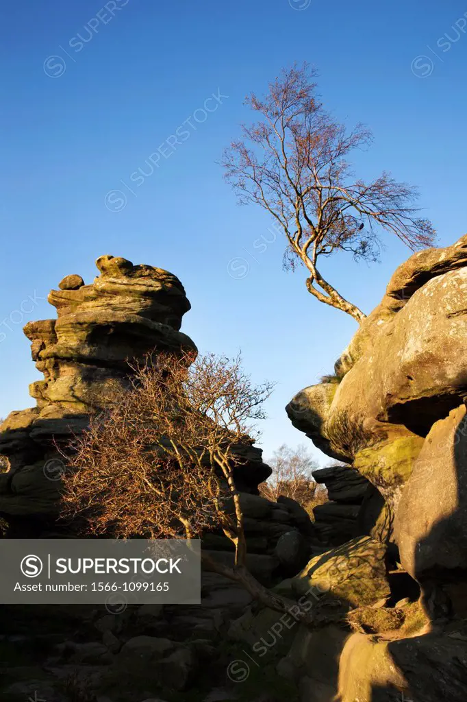 Silver Birch Trees at Brimham Rocks North Yorkshire England