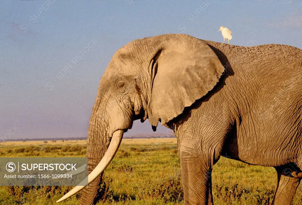 Elephant and Heron at Amboseli National Park