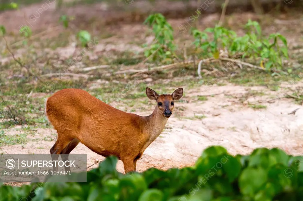 Brazil, Mato Grosso, Pantanal area, Red Brocket Deer Mazama americana