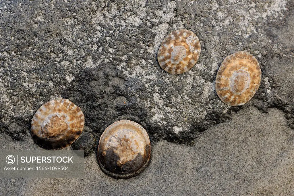 Limpets attached to rocks in a Pocket Beach- East Sooke Regional Park at Aylard Farm, BC, Canada
